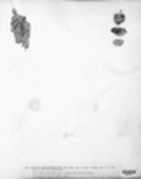 Chaenotheca chrysocephala image